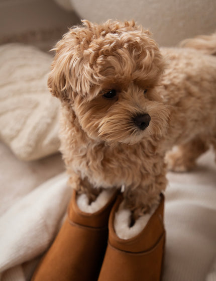 Go Slow Platform Camel - Boots