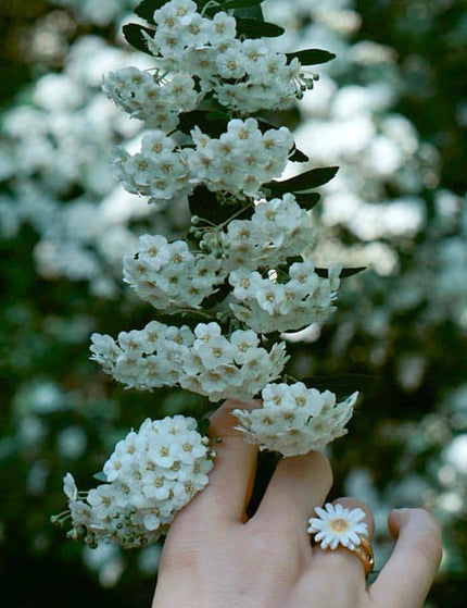 Daisy White - Ring - ellemilla