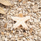 Star Of The Sea Beige - Haarspeld - ellemilla